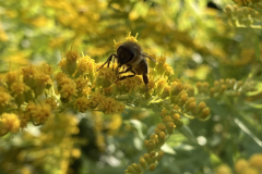 Garten-Bienen2